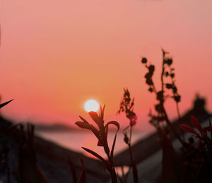 Close-up of silhouette plants against orange sunset sky