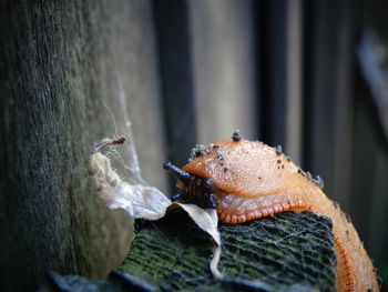 Close-up of insect on wall