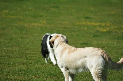 Side view of a dog on field