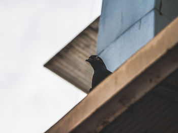 Low angle view of bird perching on wall