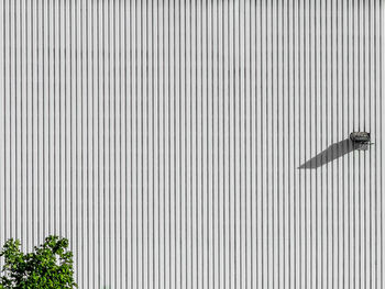 Plant against white patterned wall in city