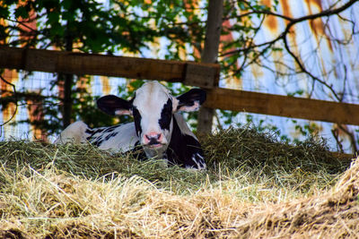 Cow in a field