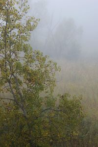 Trees in forest against sky