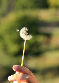 Close-up of cropped hand holding dandelion