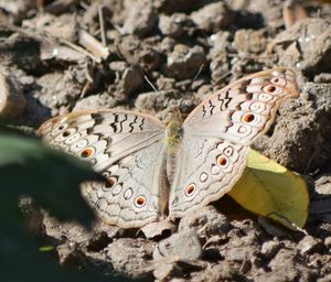 High angle view of butterfly