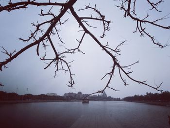 Bare trees by lake