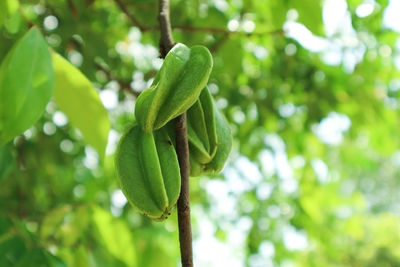 Close-up of fresh green leaves on branch