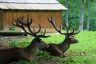 Deer in a forest