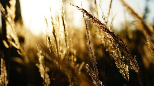 Close-up of wheat growing on field