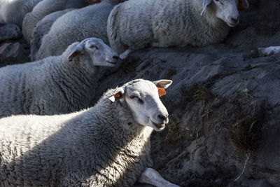 Flock of sheep relaxing on rock