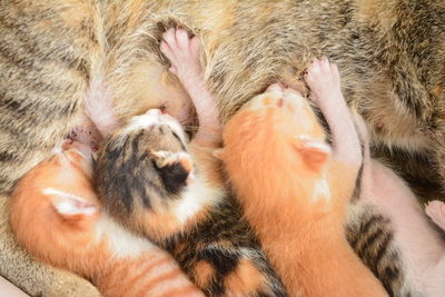 Close-up of cat sleeping