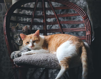 Cat sitting on chair