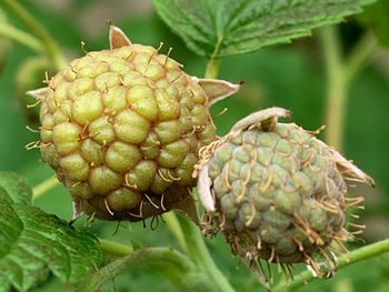 Close-up of fruit on plant