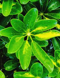 Close-up of leaves