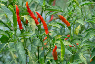 Close-up of red chili peppers on plant