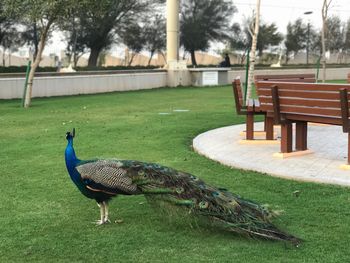 Bird on grass against trees