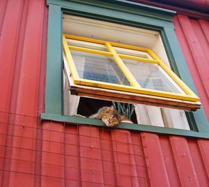 Low angle view of bird on window