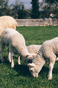 Sheep grazing on field