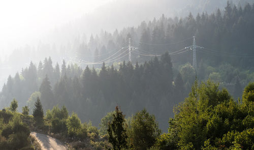 Trees on mountain against sky