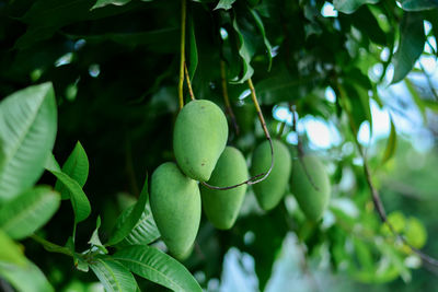 Close-up of fruit growing on tree