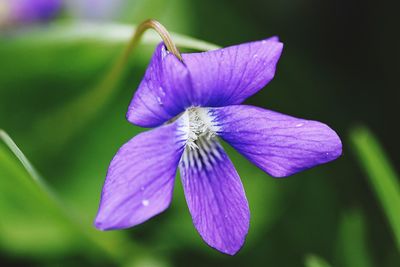 Close-up of purple flower blooming outdoors