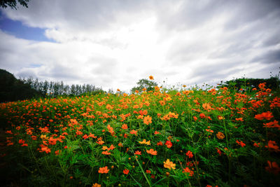Orange poppy flowers blooming on field against sky