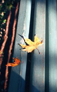 Close-up of maple leaf on wood