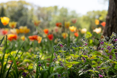 Close-up of flowering plants on field