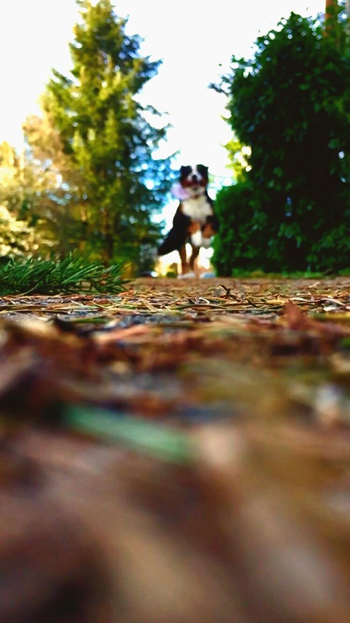 REAR VIEW OF WOMAN WALKING WITH DOG IN FOREST