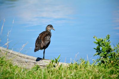 High angle view of bird perching on wood at lakeshore in bushy park