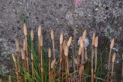 Plants growing on field