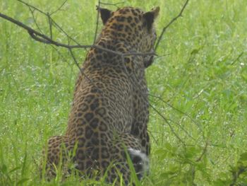 Giraffe on field