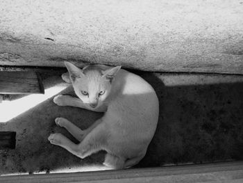 Close-up of cat sitting on floor