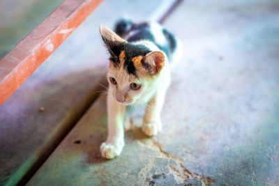 High angle portrait of cat by kitten