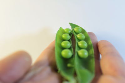 Close-up of cropped hand over white background