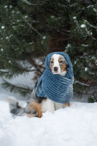 Dog looking away on snow covered tree