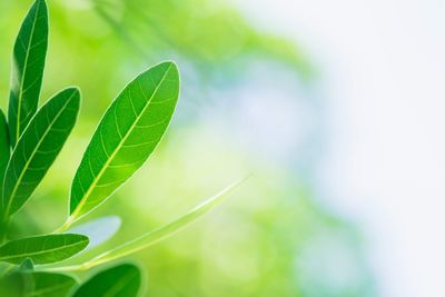 Close-up of leaves outdoors