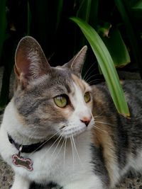 Close-up portrait of cat outdoors