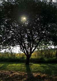 Trees on field against sky