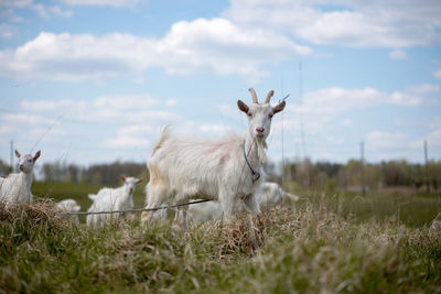 Close-up of white goat tied to rope on grassy field