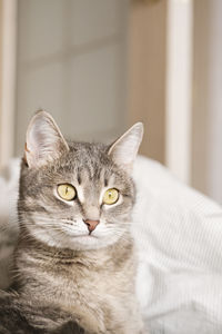 A striped gray cat with yellow eyes. a domestic cat lies on the bed. the cat in the home interior. 