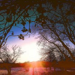 Bare trees against sky during sunset