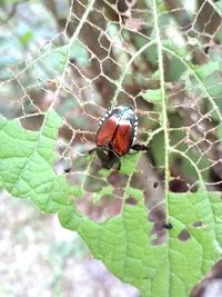 Close-up of insect on leaf