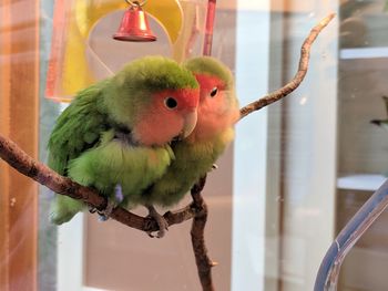 Close-up of parrot perching