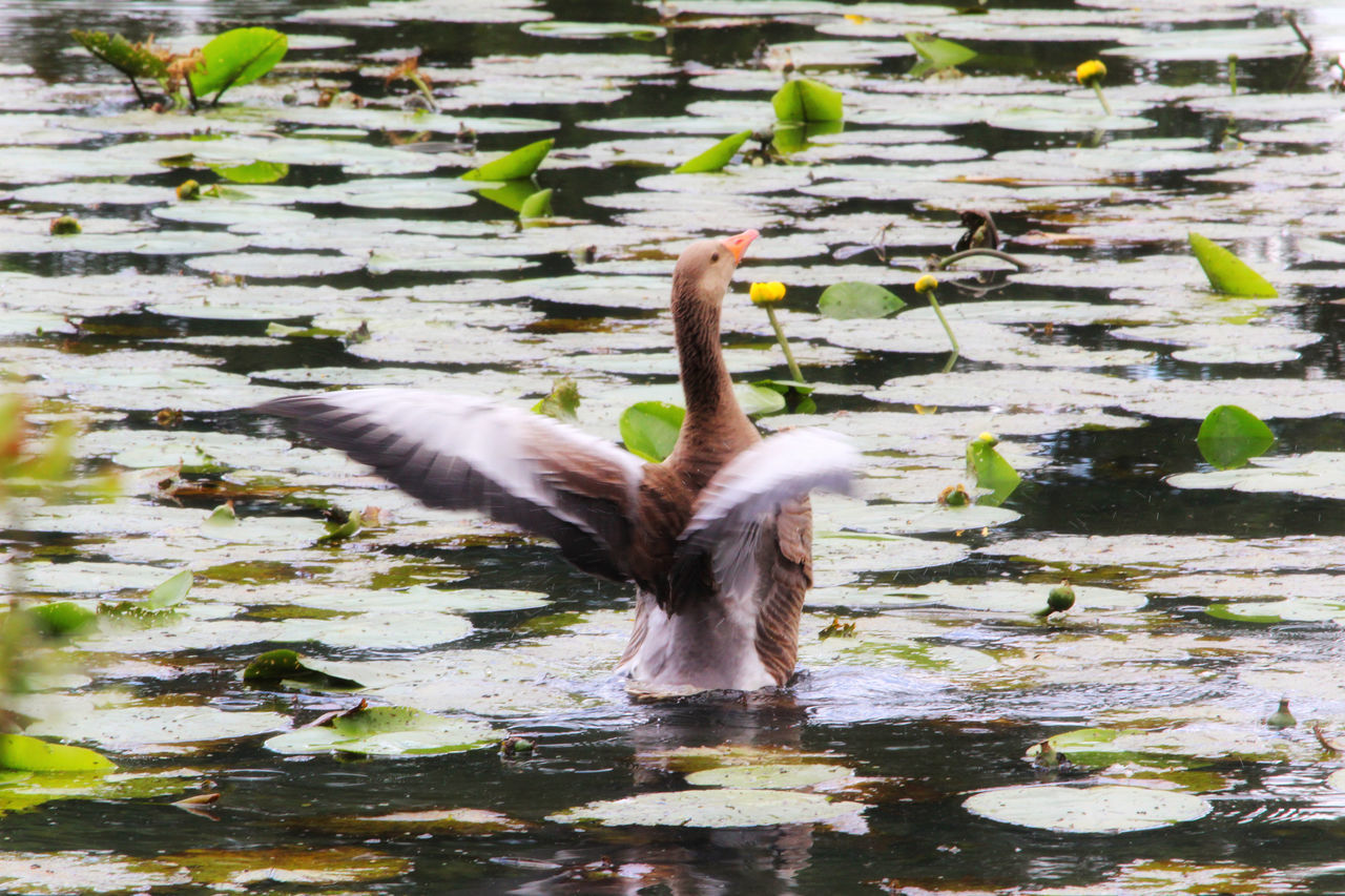 animal themes, animal, animal wildlife, water, wildlife, bird, lake, one animal, water bird, nature, swimming, no people, duck, day, waterfront, flying, ducks, geese and swans, spread wings, leaf, outdoors, beauty in nature, plant part, floating, reflection