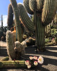 Close-up of cactus plant in park