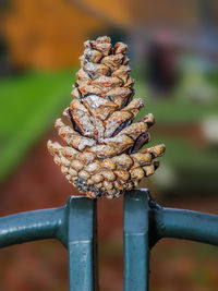 Close-up of pine cone