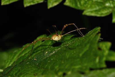 Close-up of spider on plant