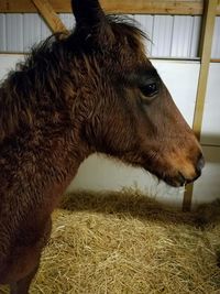 Close-up of horse