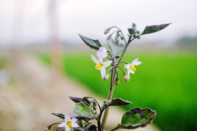 Close-up of flowering plant